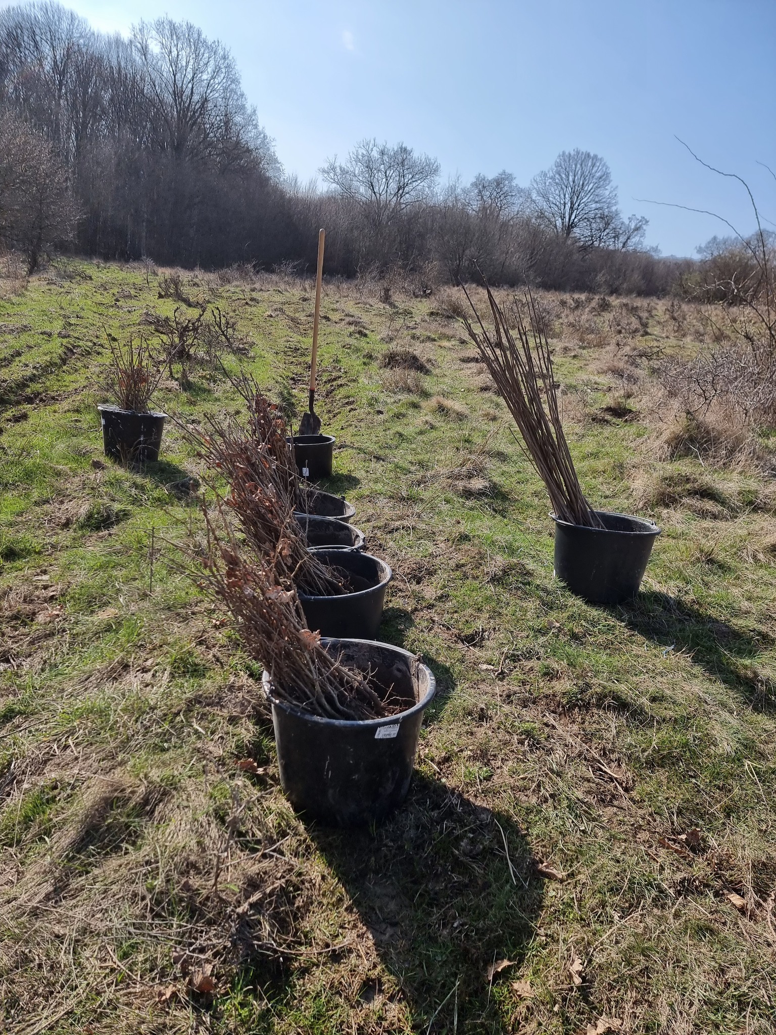 Voluntari la plantare